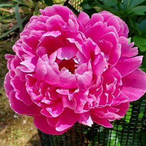 Meet your Posher, Noemi